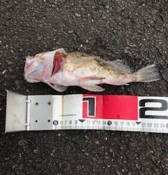 福井で夏のケンサキイカエギングと五目釣り